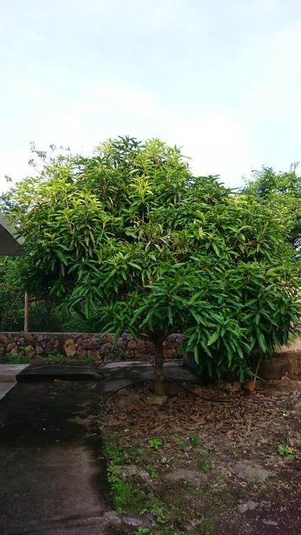 Cucuve Eco Hostal ปูแอร์โต บาเกริโซ โมเรโน ภายนอก รูปภาพ