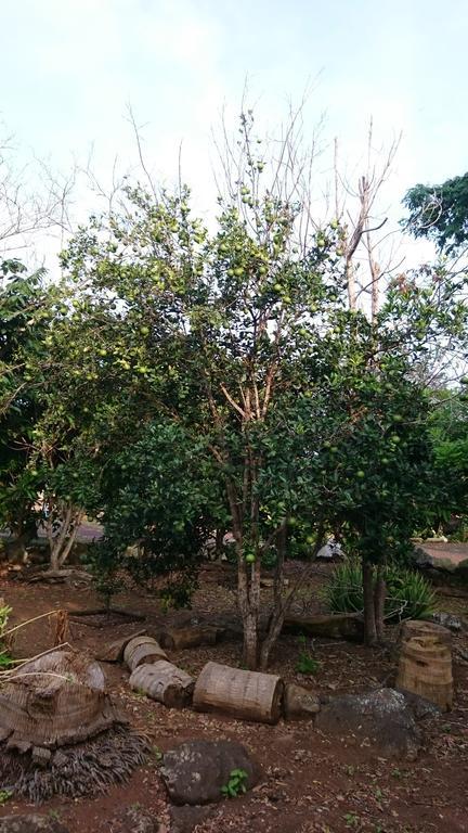 Cucuve Eco Hostal ปูแอร์โต บาเกริโซ โมเรโน ภายนอก รูปภาพ